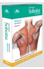Anatomia Sobotta Flashcards Mięśnie