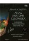 Atlas anatomii człowieka Angielskie mianownictwo anatomiczne