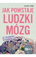 Jak powstaje ludzki mózg. Od zapłodnienia do narodzin