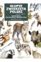 Głupie zwierzęta Polski i jak je znaleźć. Przewodnik świadomego obserwatora